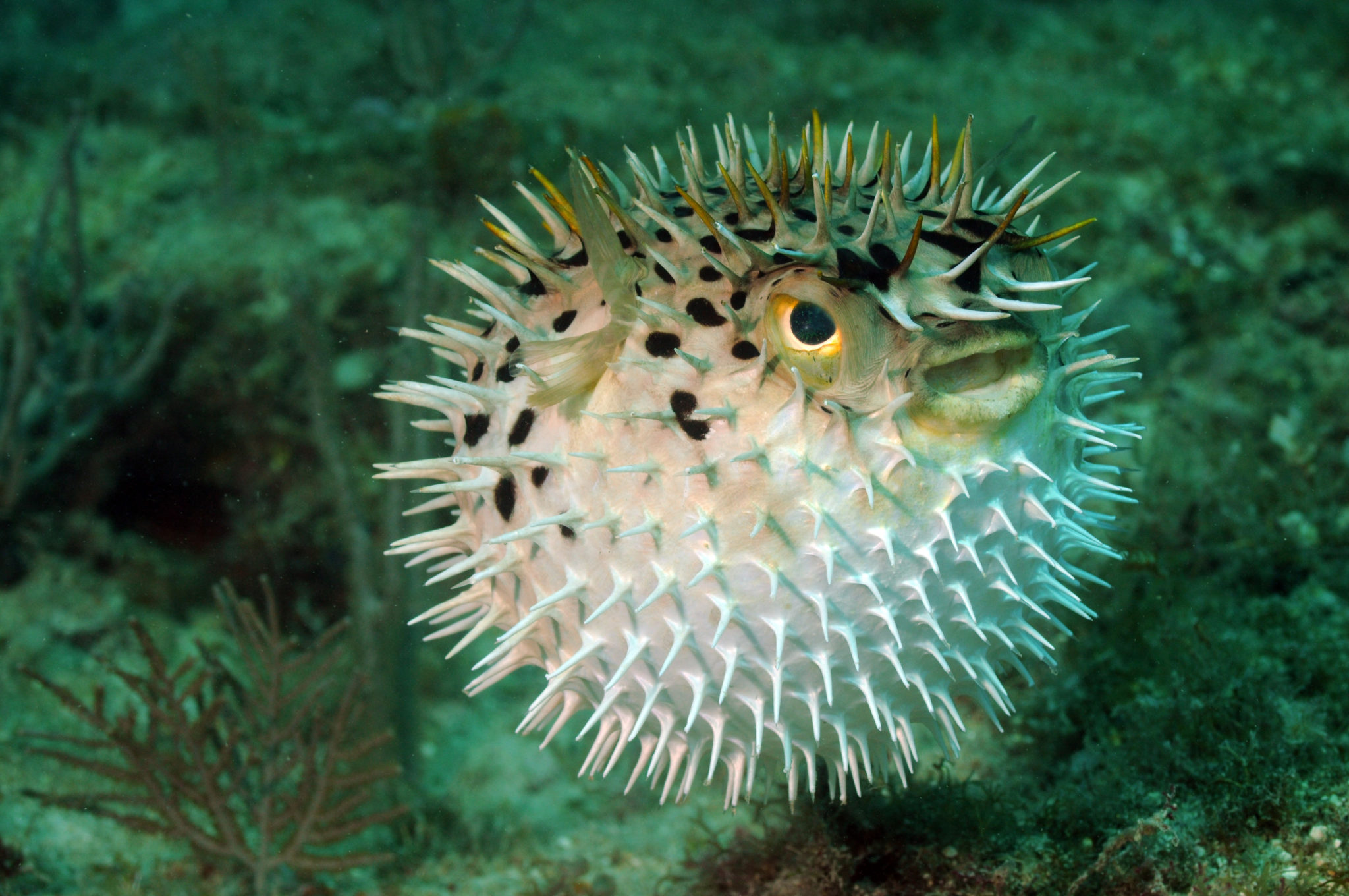 Aufgeblasener Kugelfisch im Aquarium