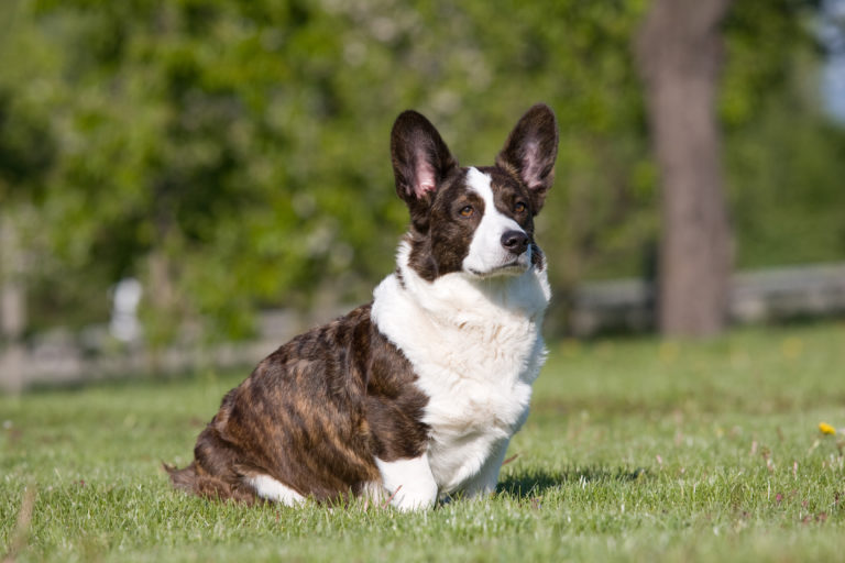 Welsh corgi cardigan na trawie