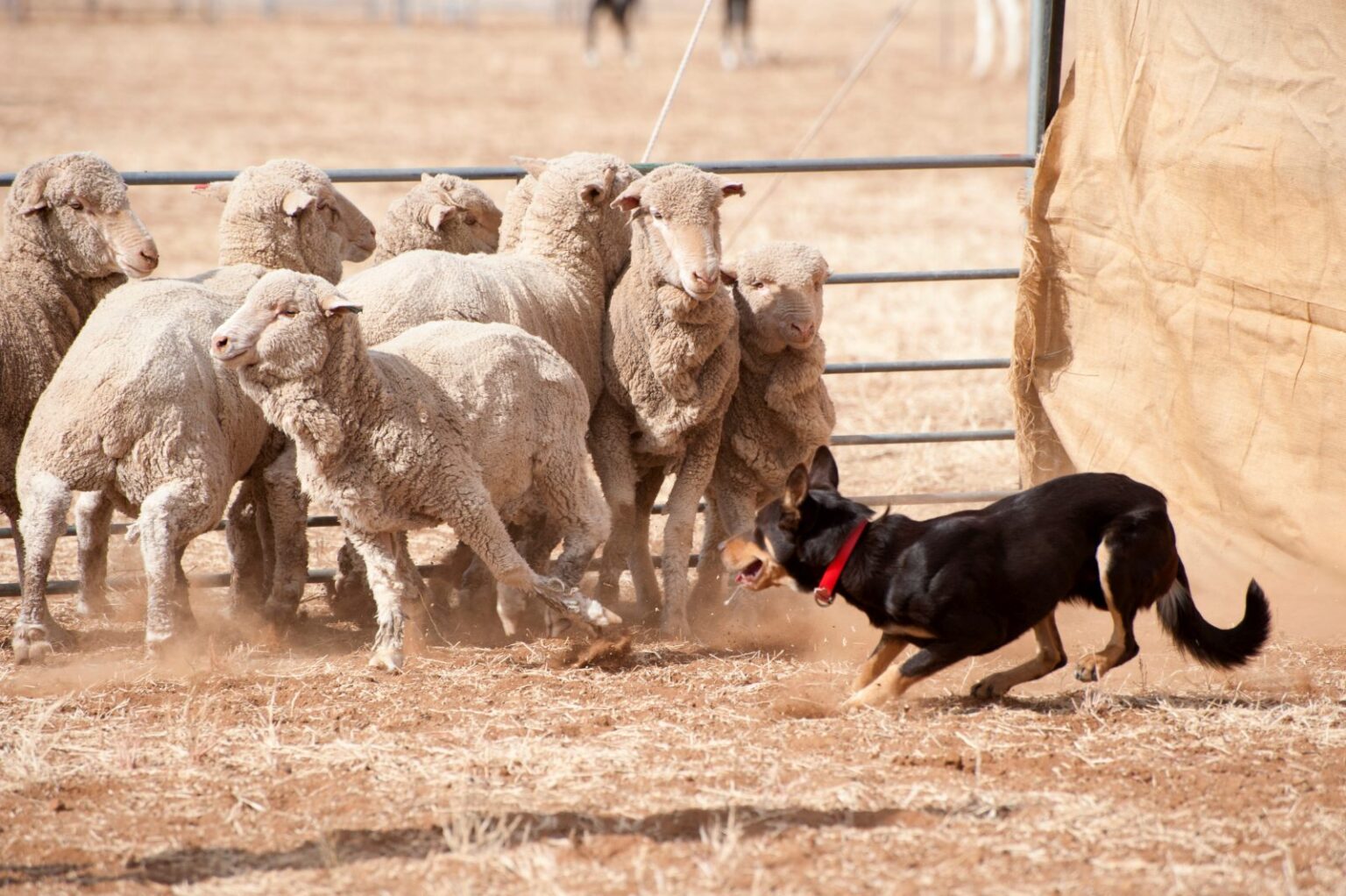 Australian kelpie podczas pracy ze stadem owiec