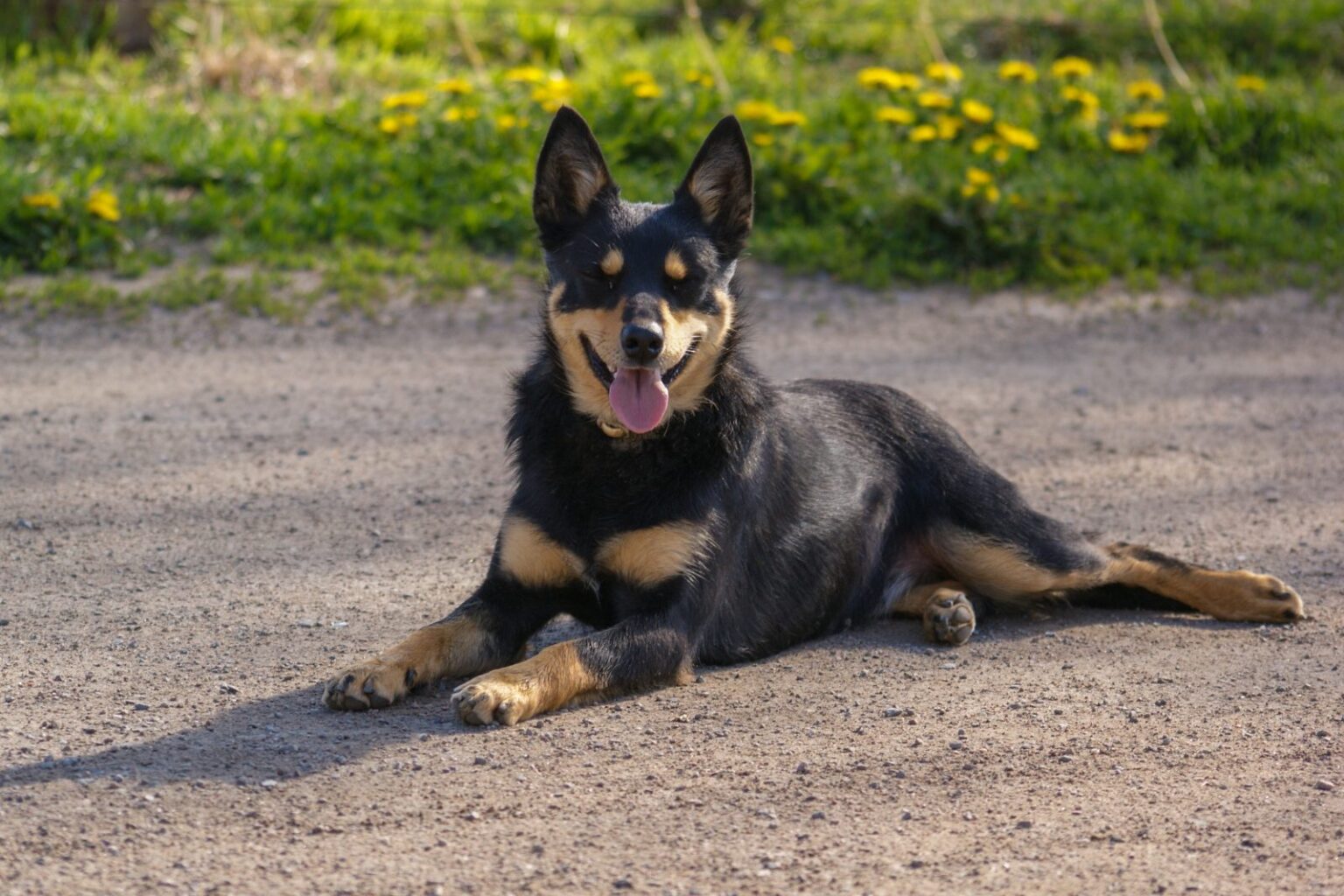 Czujny australian kelpie