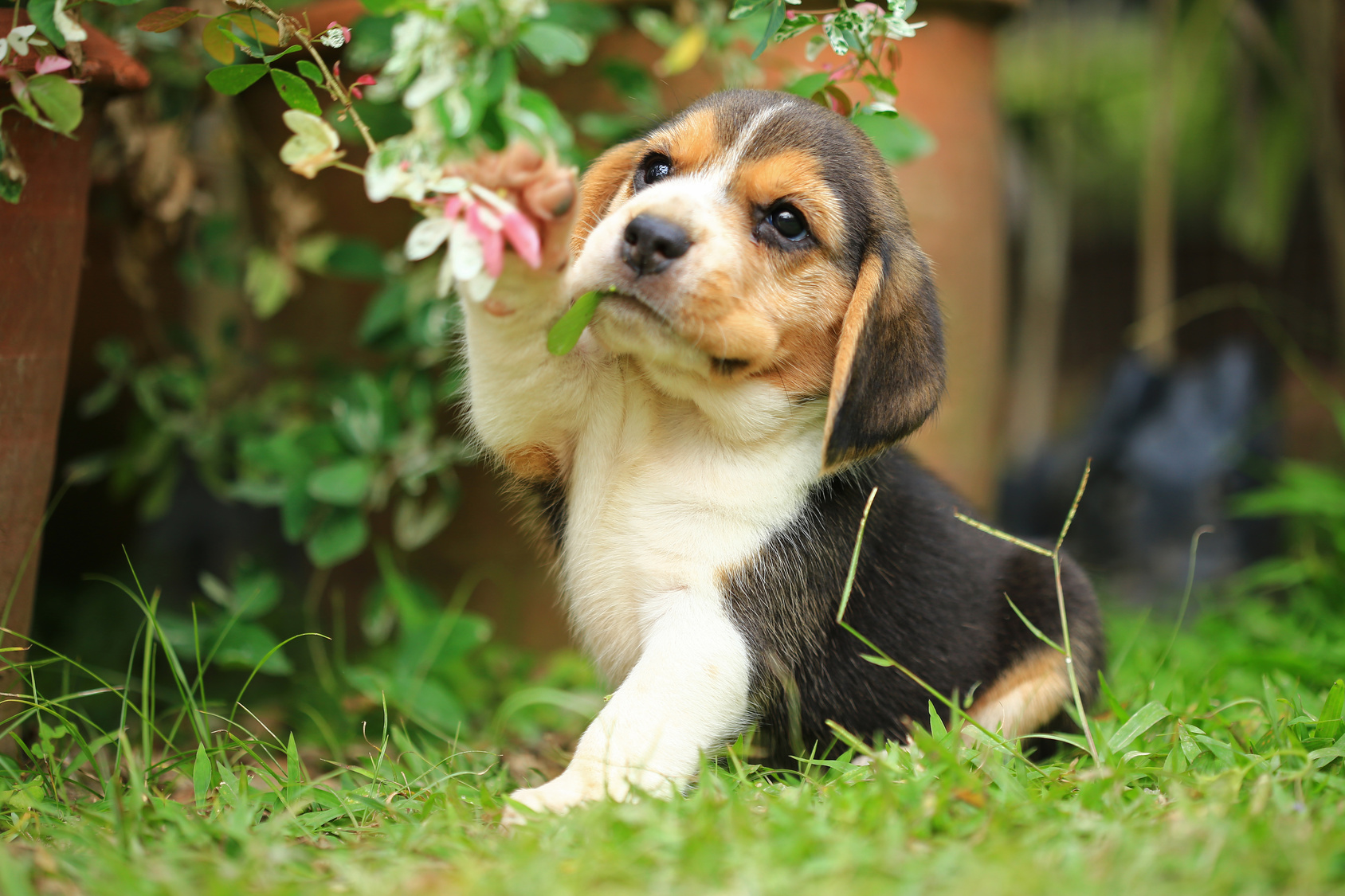 beagle szczenię