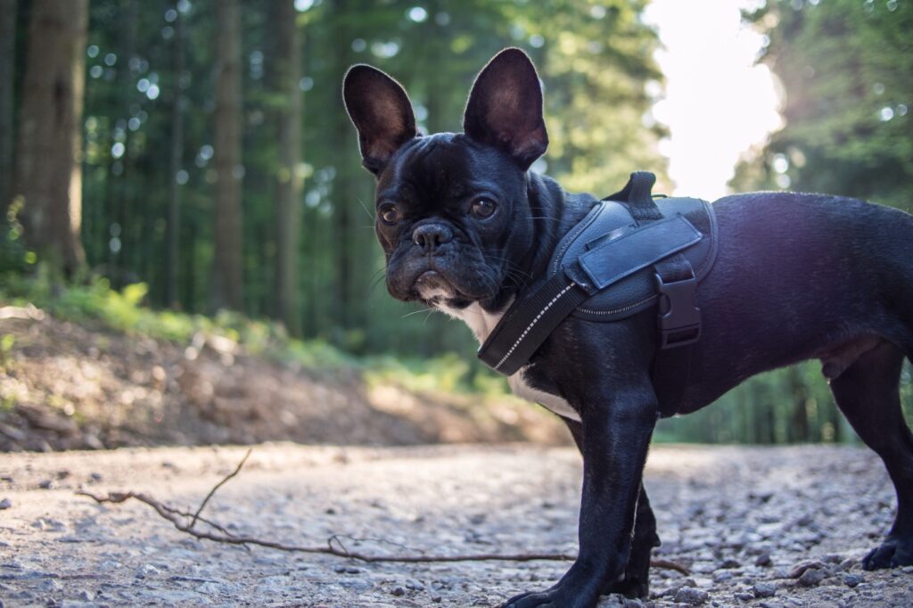 buldog francuski na wycieczce w lesie