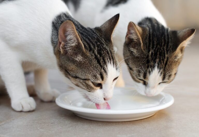 Dwa koty pijące mleko