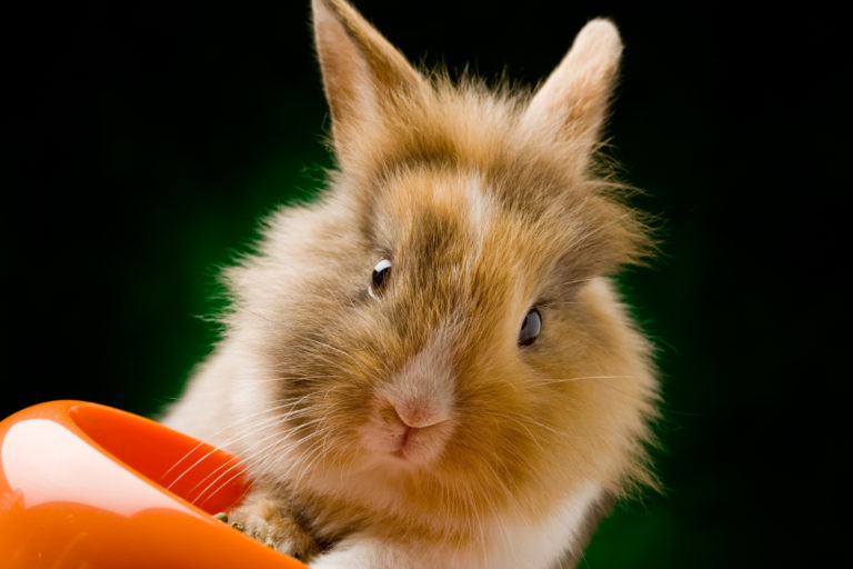 Odpowiednia dieta dla królika wszystko o małych zwierzętach w