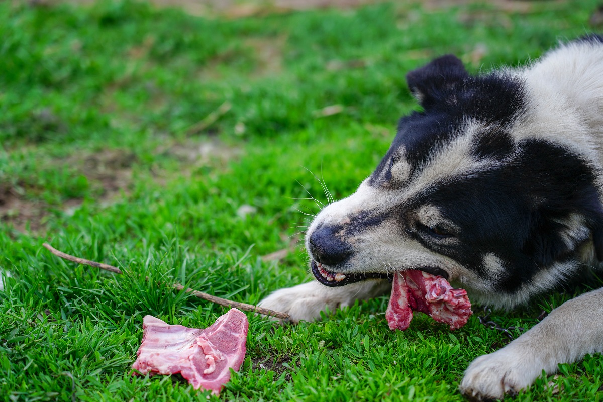 Pies żujący kość na trawie