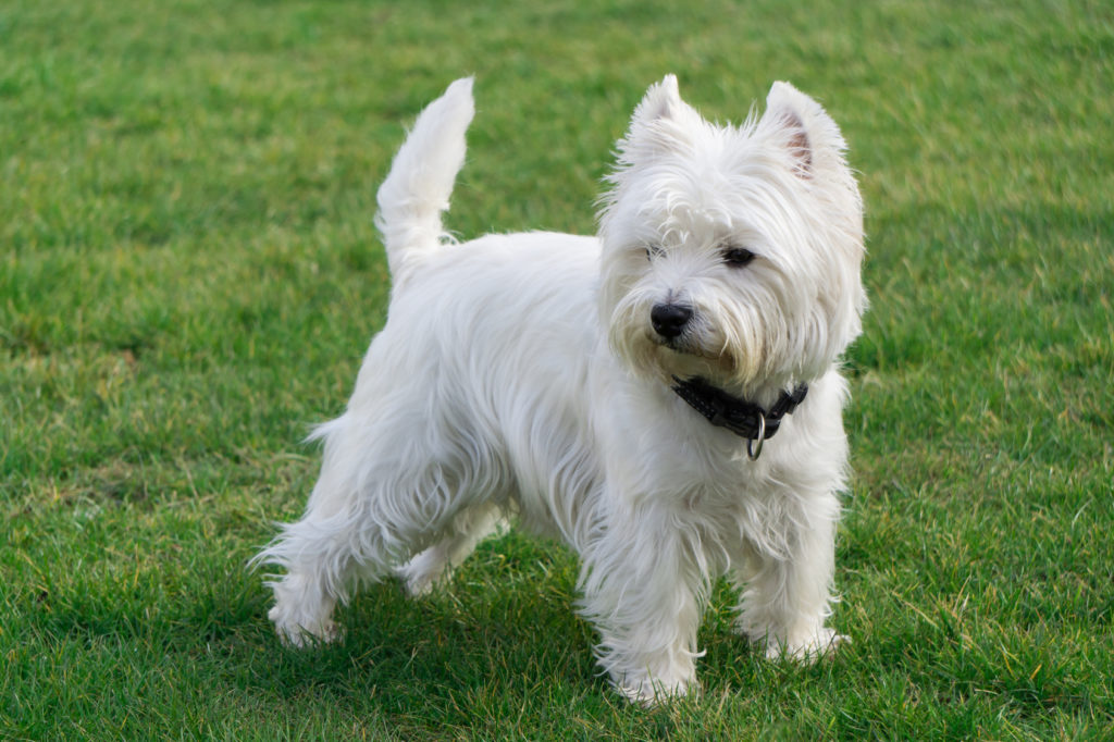 West Highland White Terrier 1024x682 