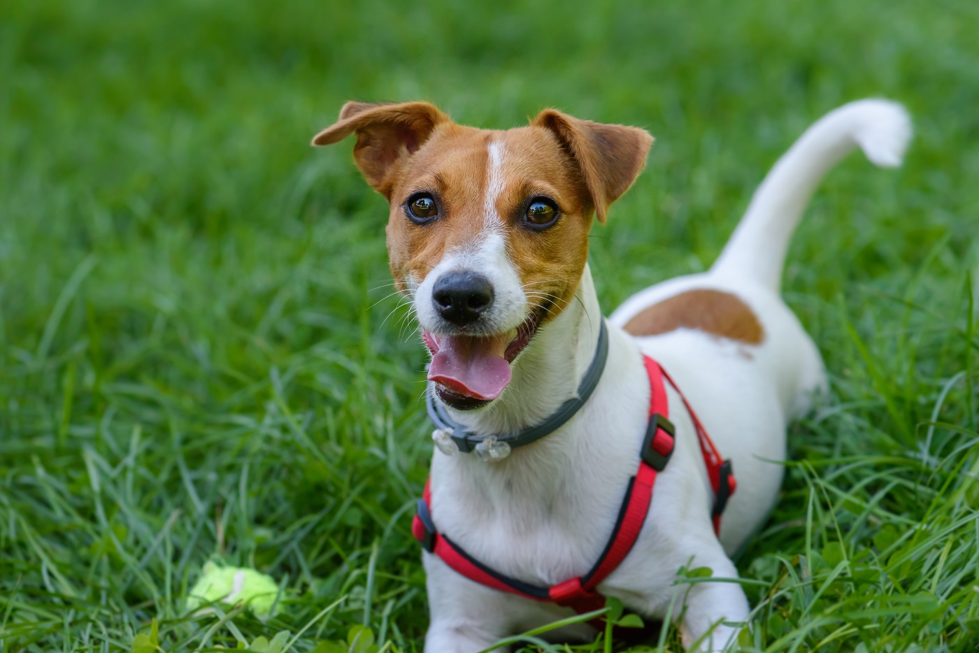 Jack russell terier podczas zabawy