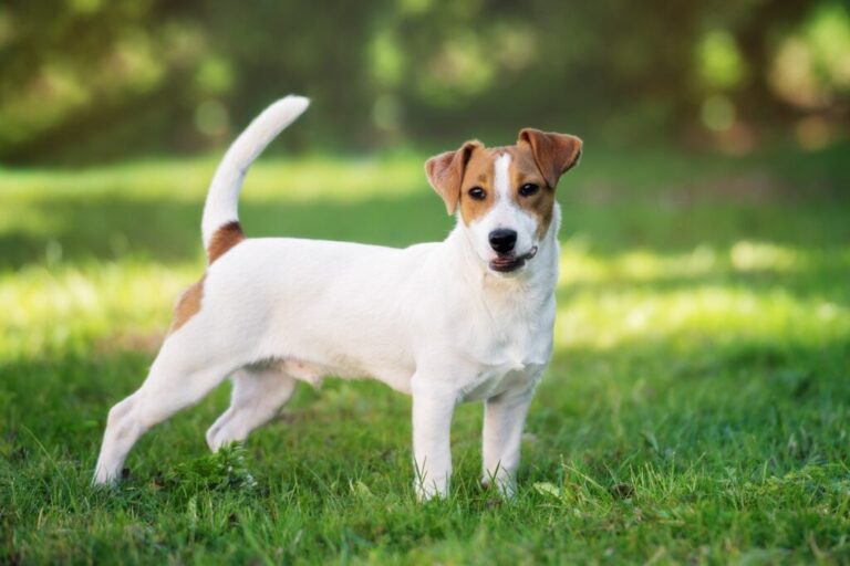 Jack russell terier w ogrodzie