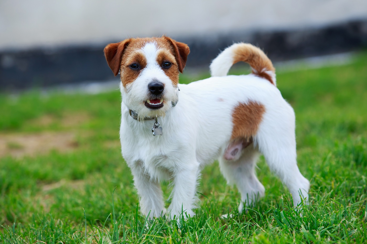 Szorstkowłosy jack russell terier na spacerze