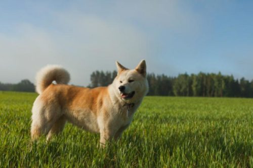 Akita Inu Wszystko O Rasie W Magazynie O Zwierzętach Zooplus