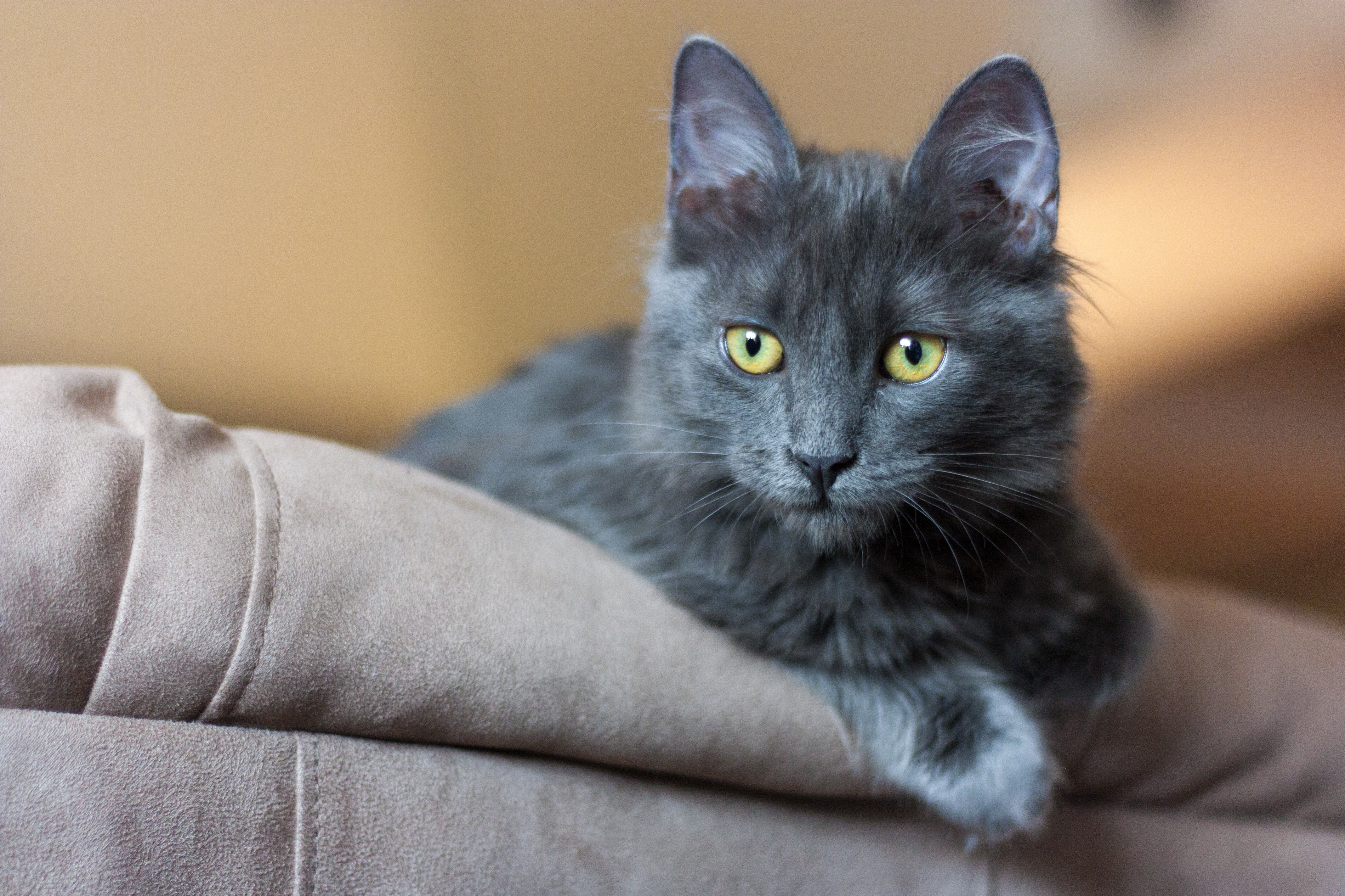 nebelung kocię