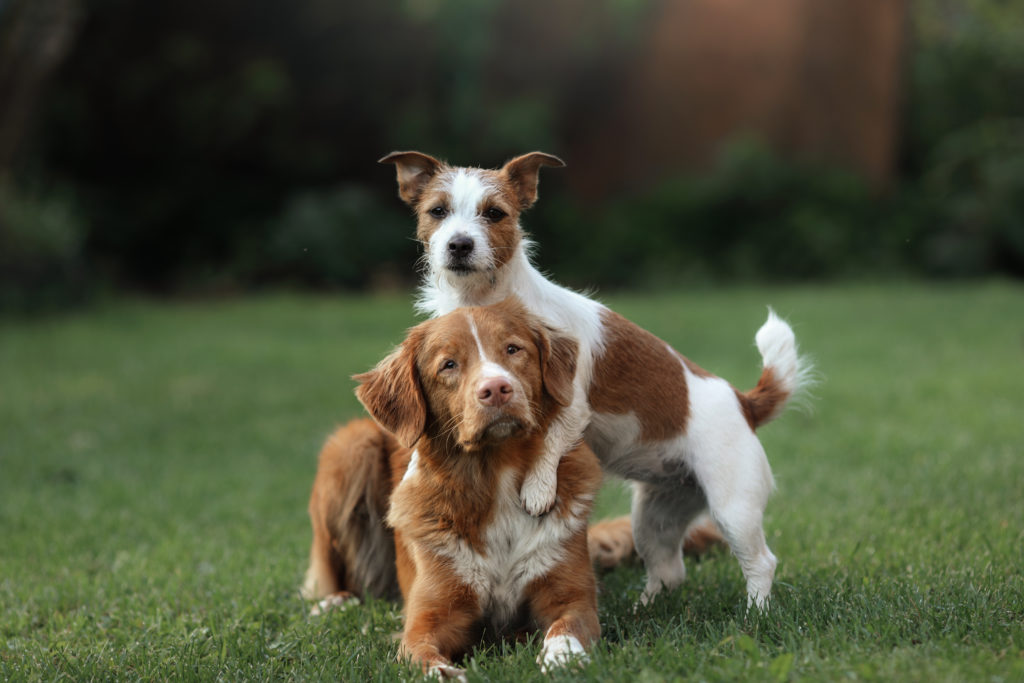 Jack Russell Terrier i Nova Scotia Duck Tolling Retriever