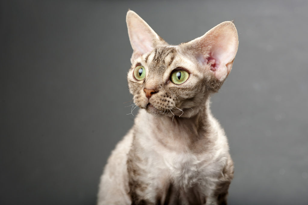 biały devon rex