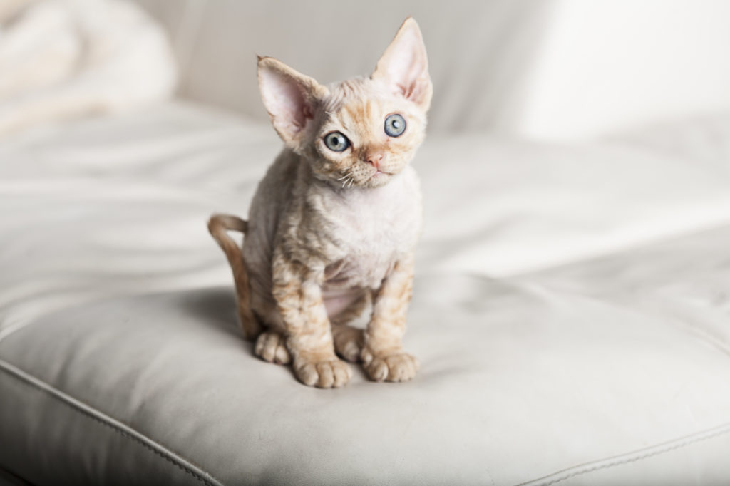 kocię rasy devon rex