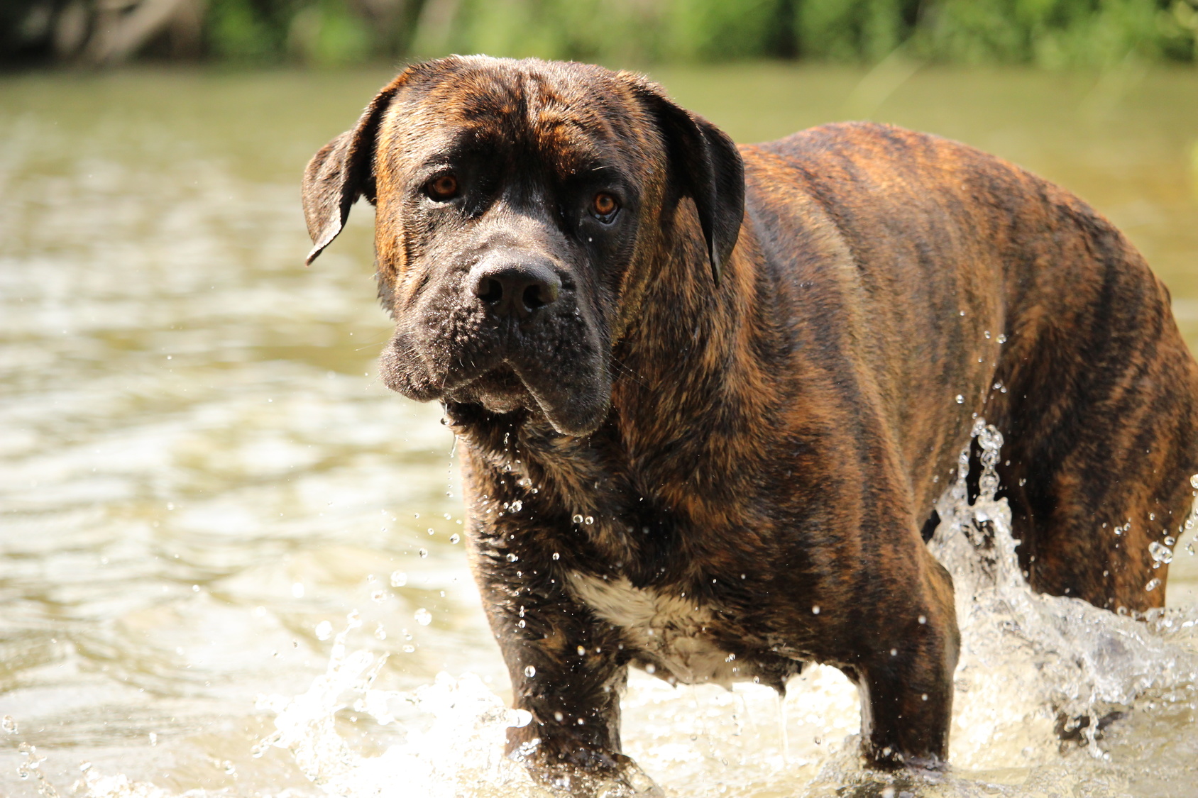 cane corso italiano w wodzie