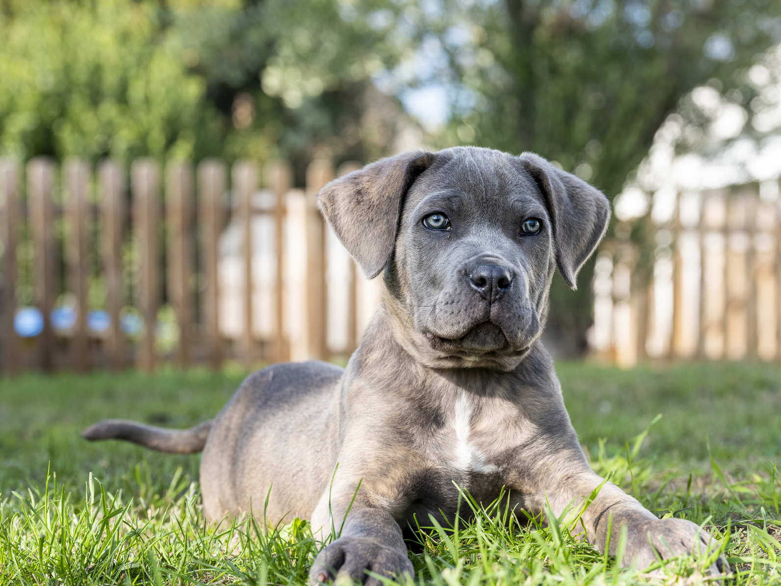 szczeniak rasy cane corso