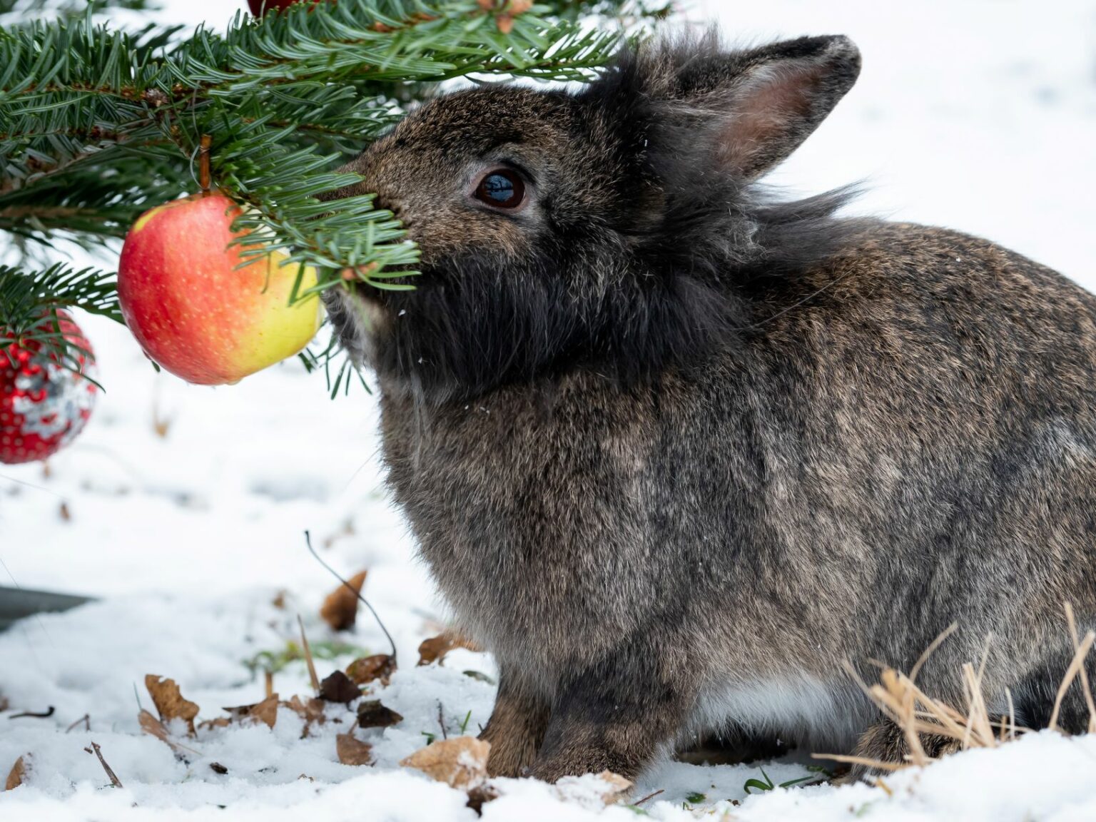 drzewko świąteczne dla królika