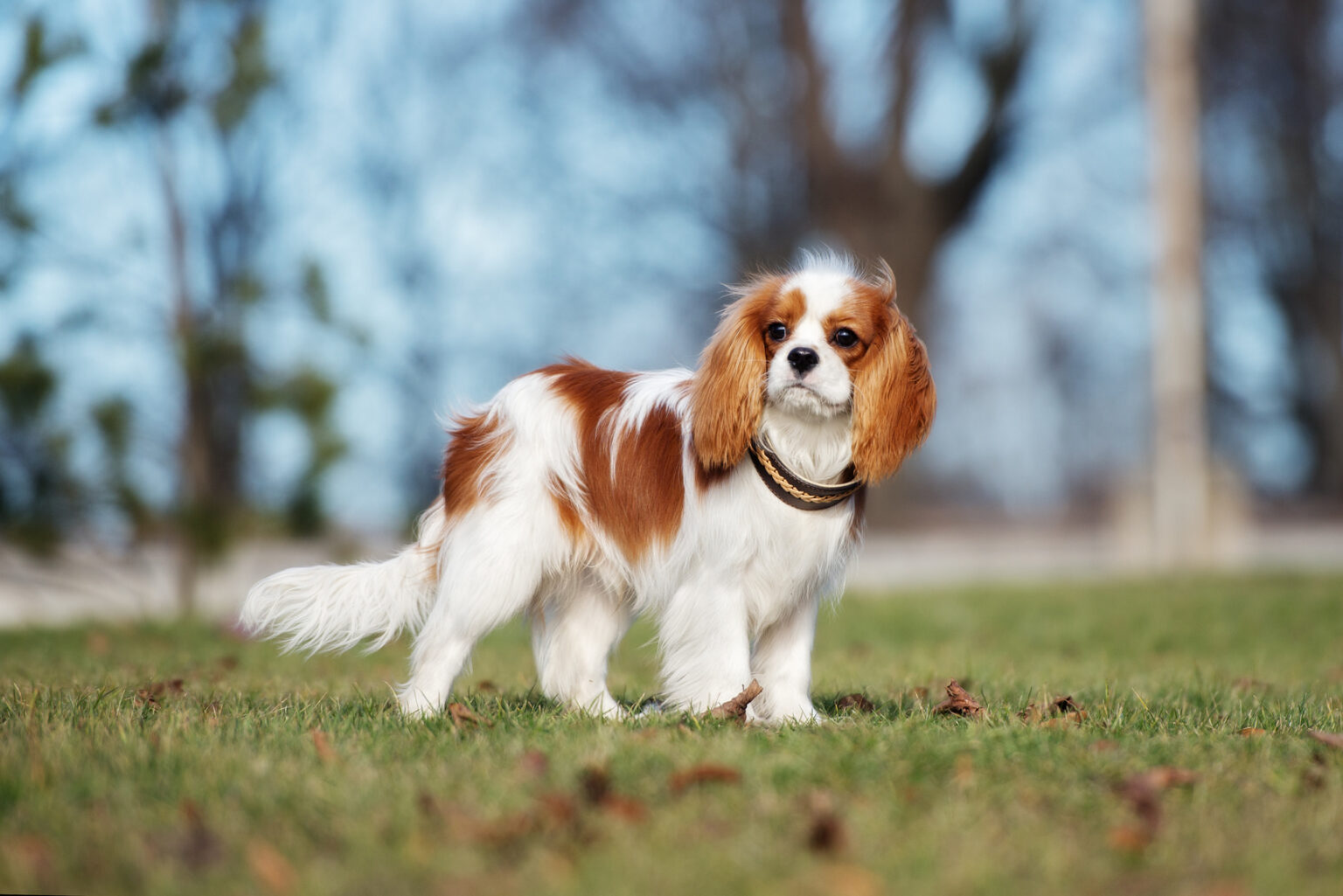 Cavalier King Charles Spaniel | wszystko o rasie w Magazynie zooplus