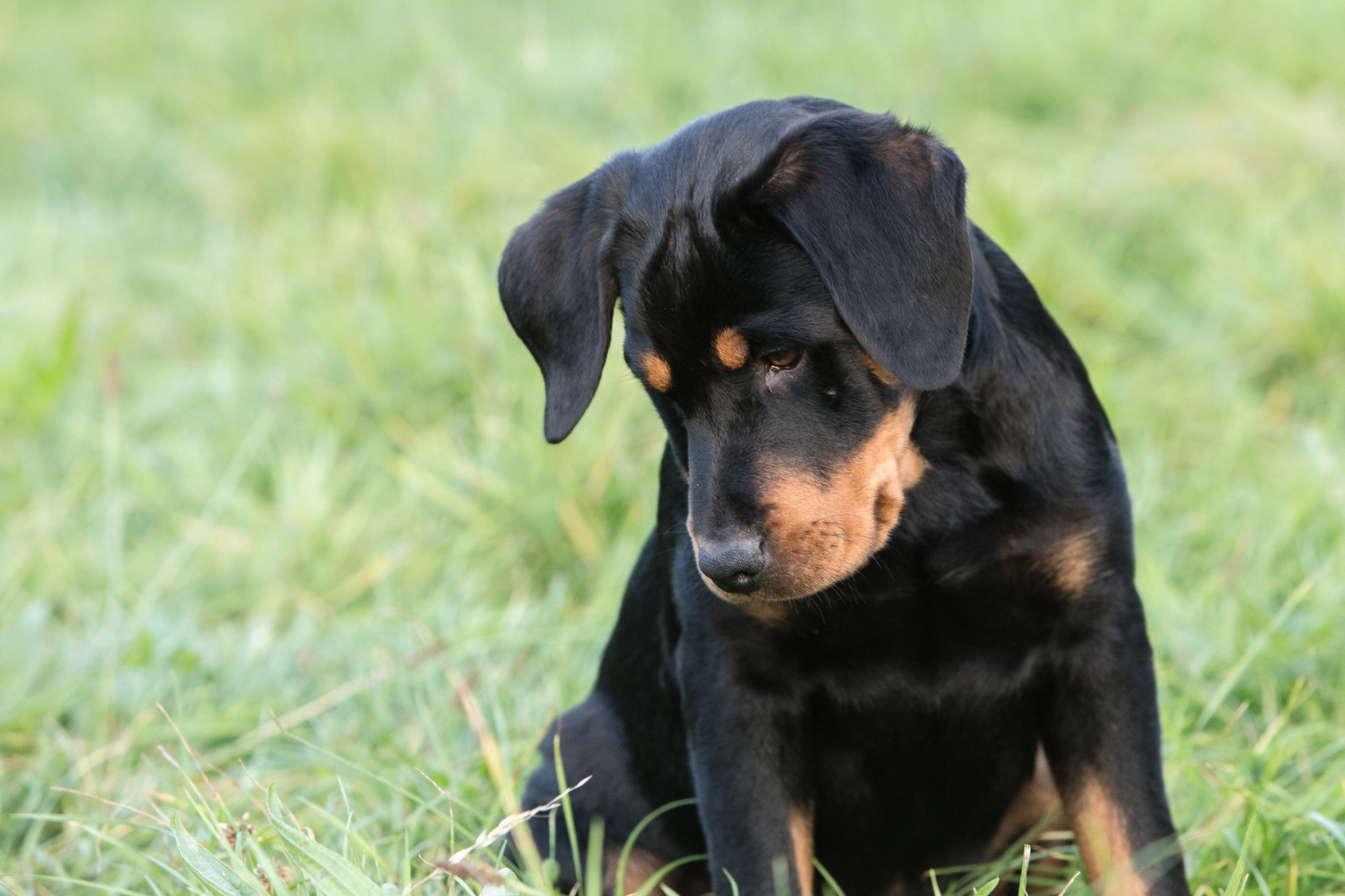 szczeniak rasy beauceron