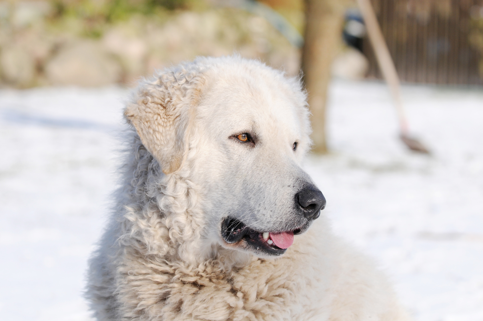pies rasy kuvasz - biały pies pasterski z Azji