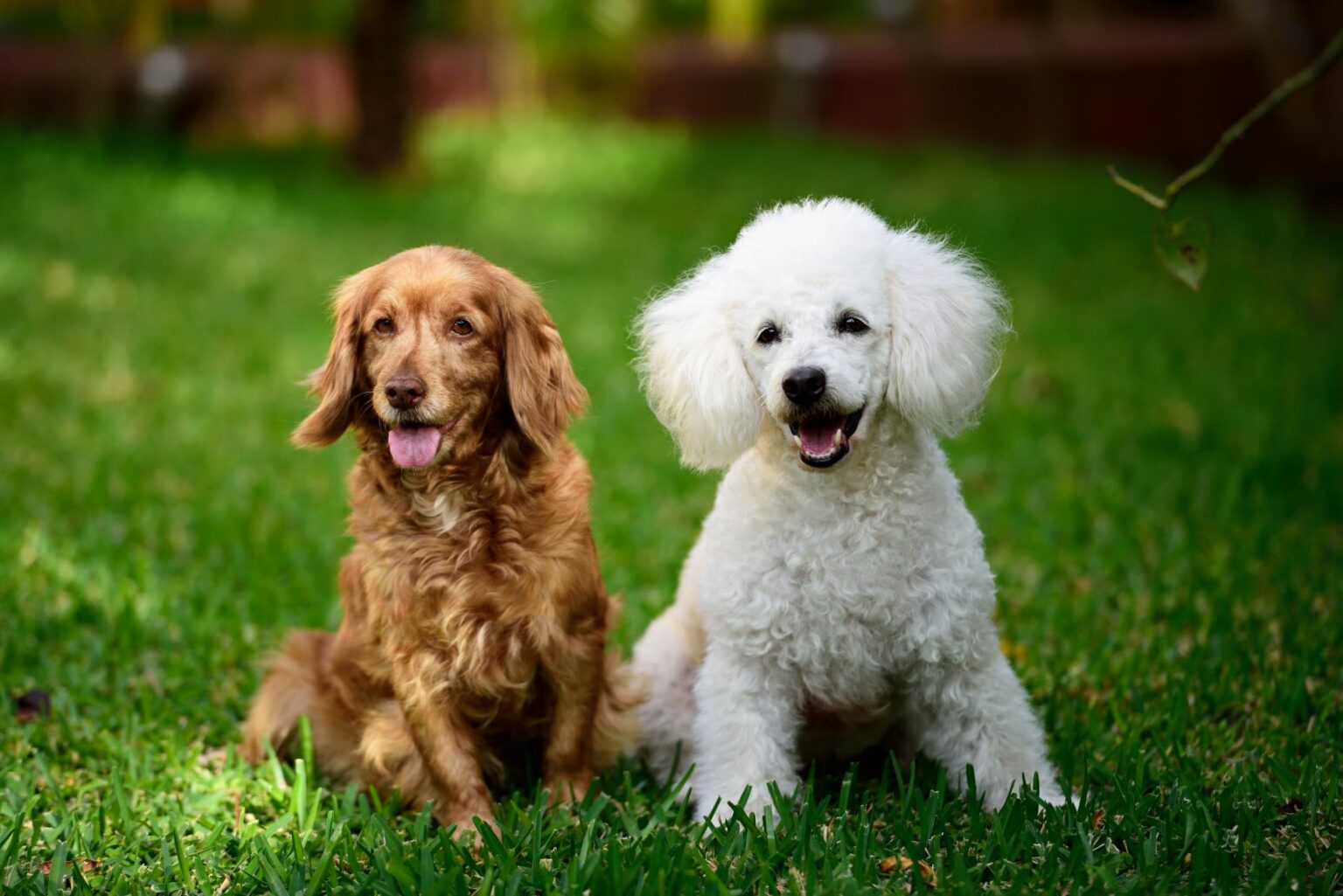 pudel i cocker spaniel