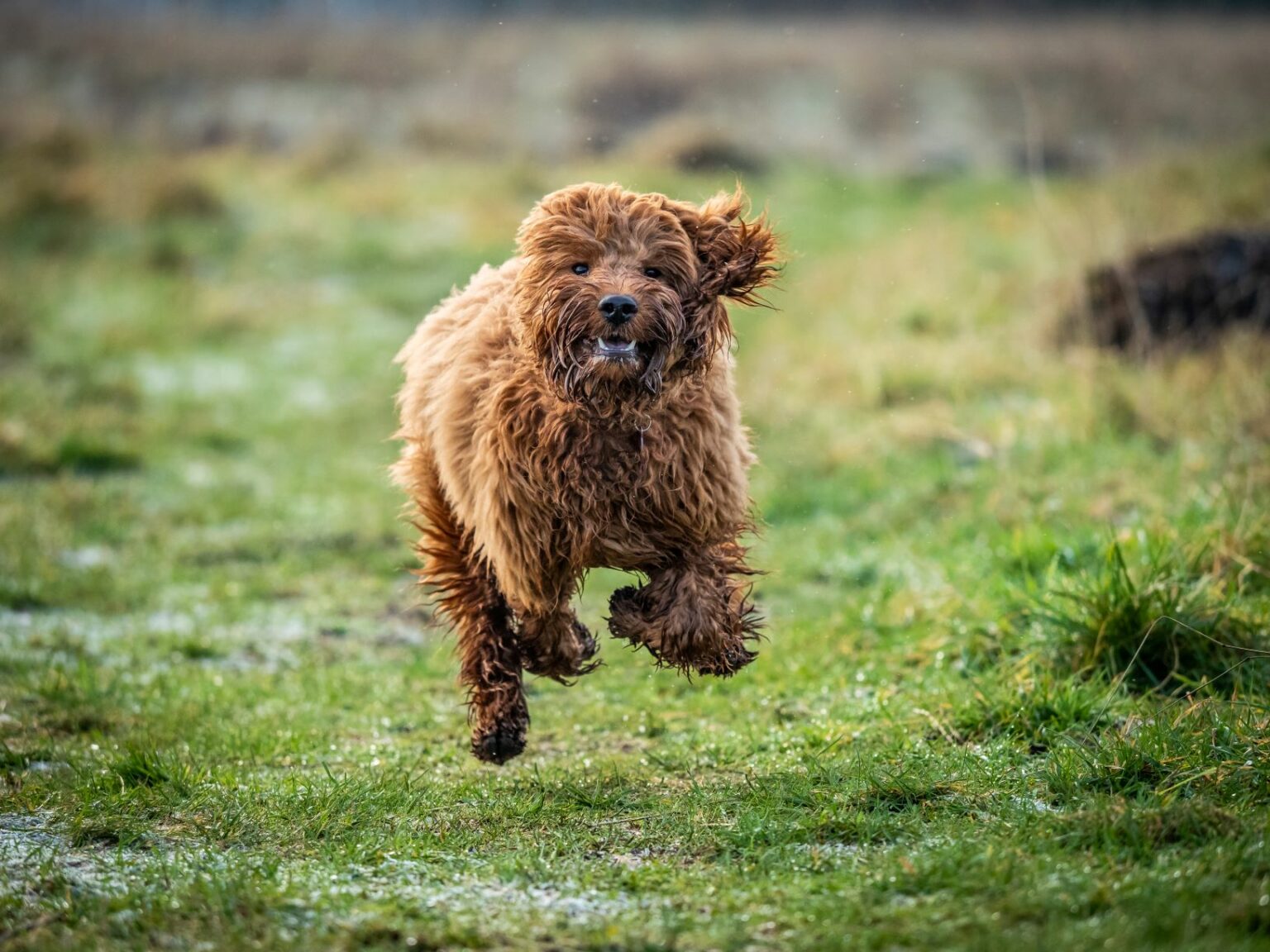 hybryda cockerpoo