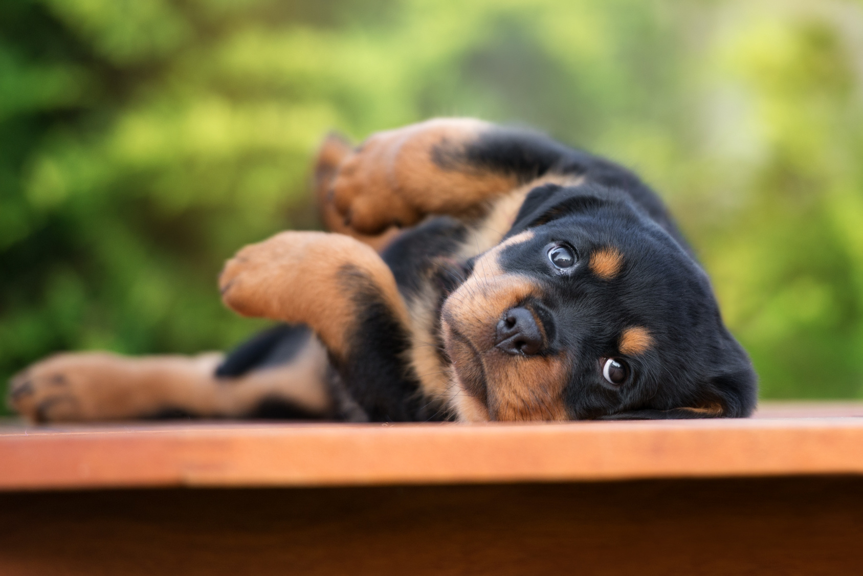 słodki szczeniak rasy rottweiler