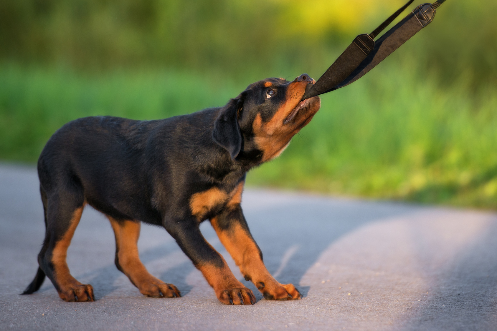 rottweiler szczenię