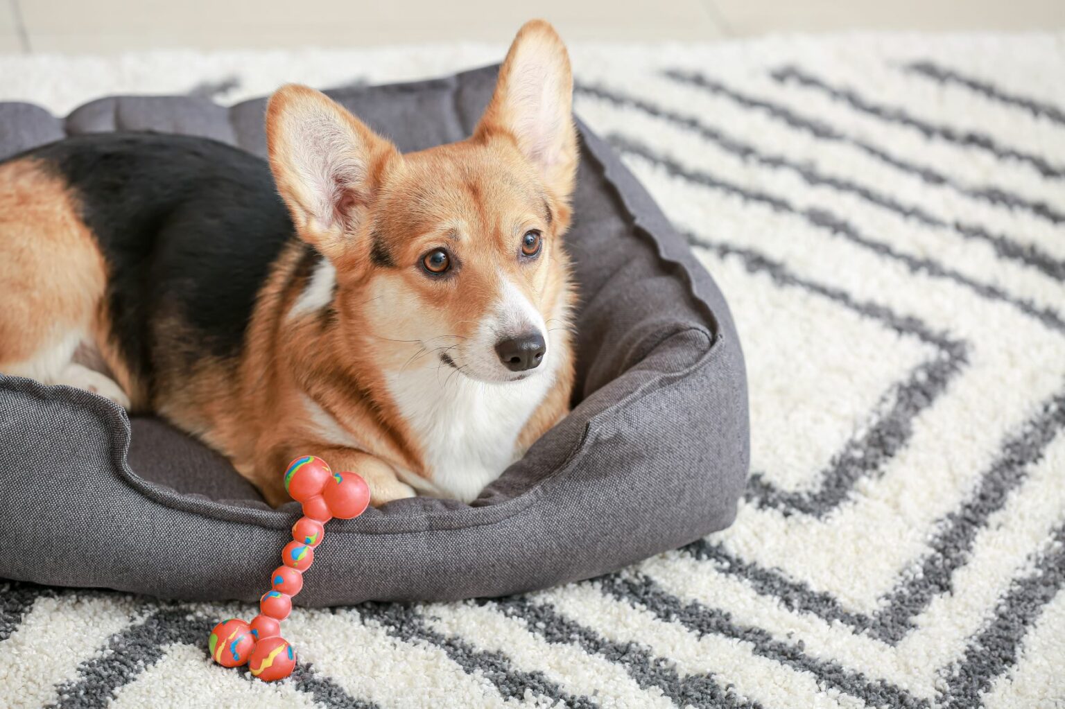 corgi w legowisku