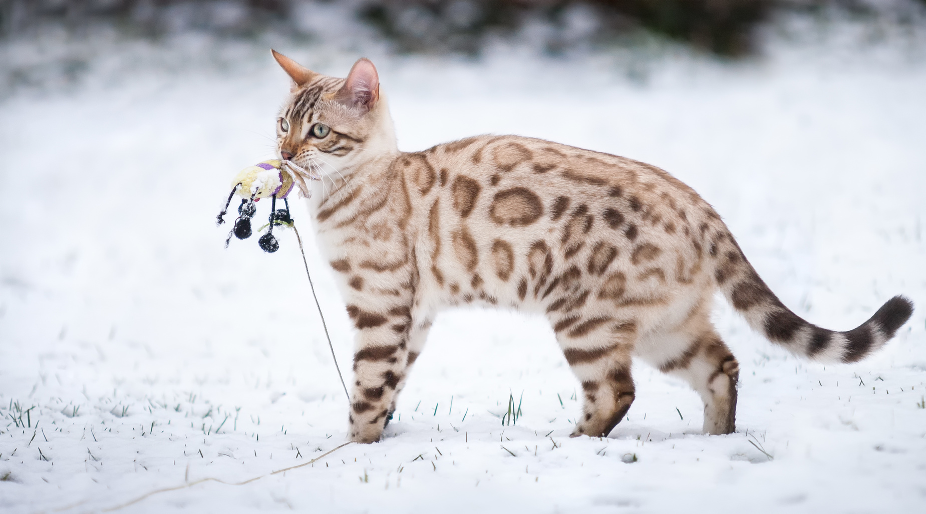 kot bengalski na śniegu