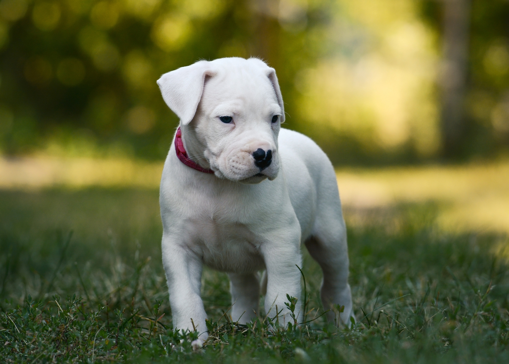 dog argentyński szczenię