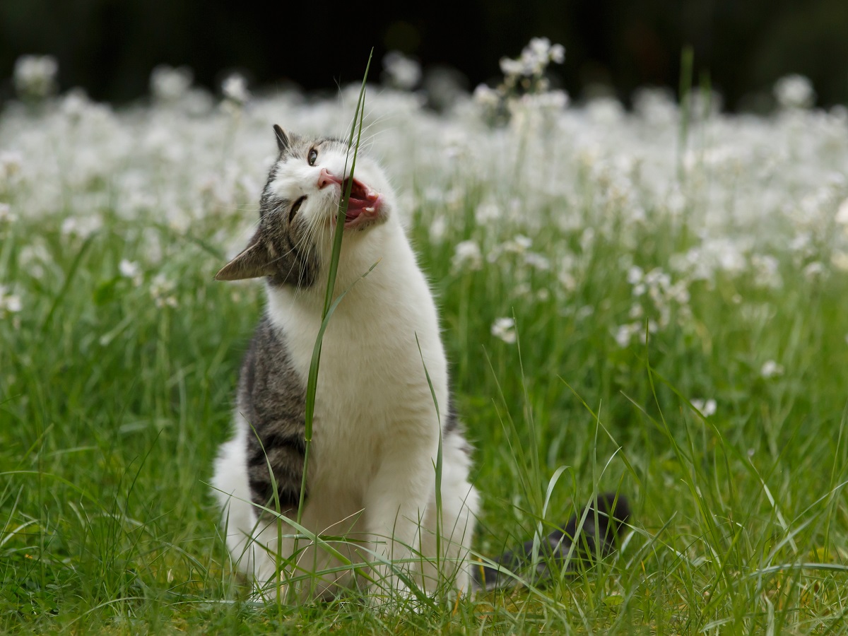 jedzenie trawy przez kota