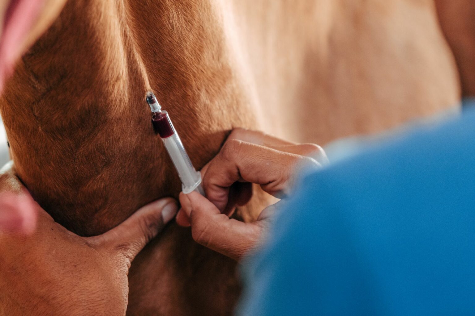 badanie morfologiczne krwi u konia