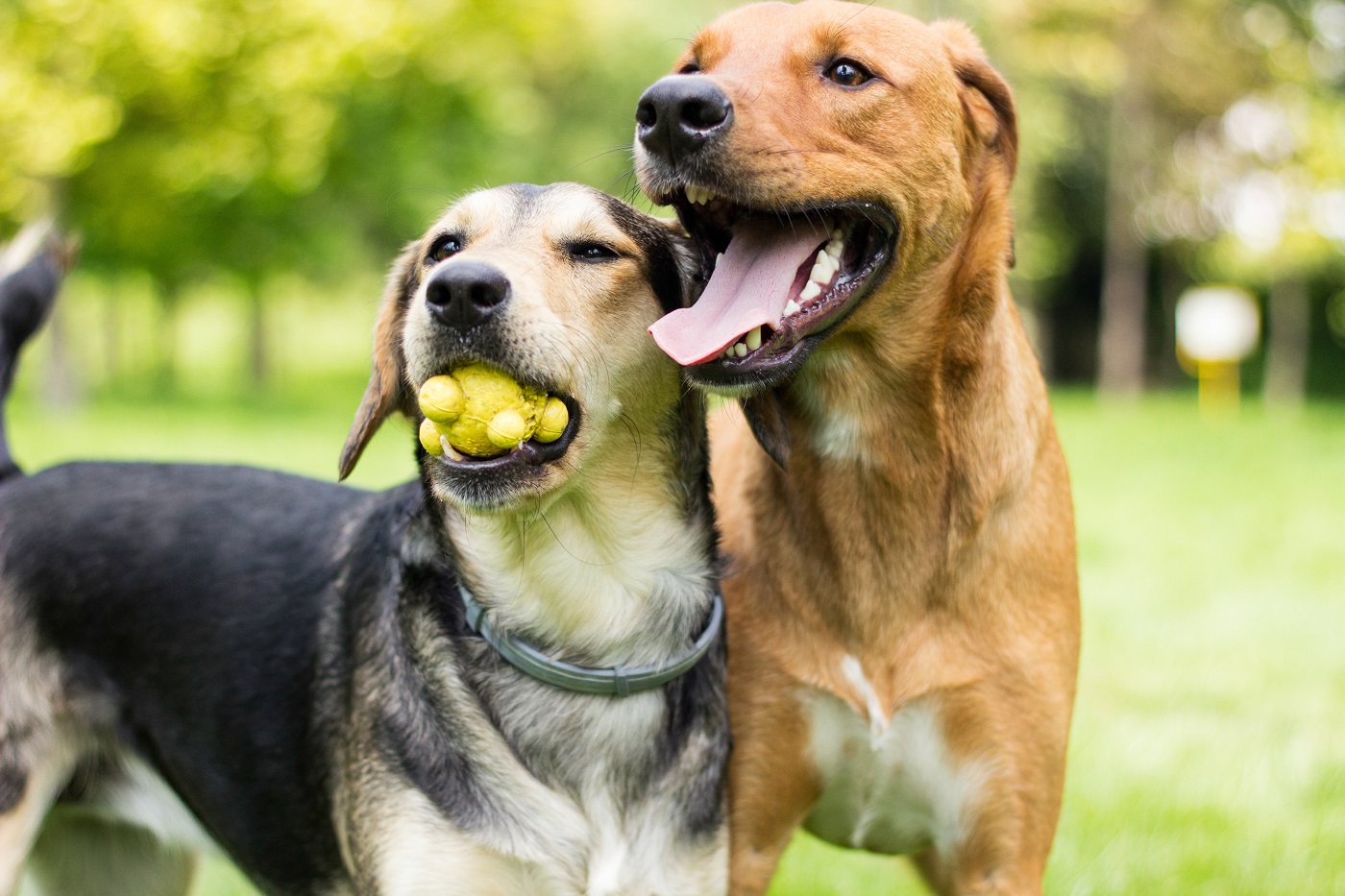 Dwa psy bawiące się piłką