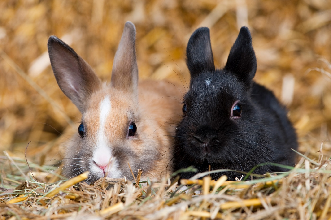Dwa króliki miniaturowe w klatce
