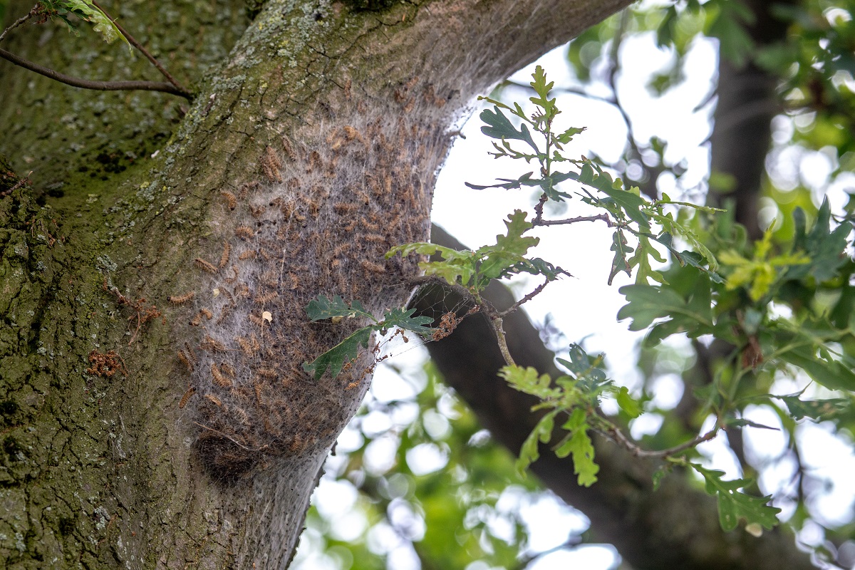 Korowódkowate: Niebezpieczne owady w oprzędzie na drzewie w lesie