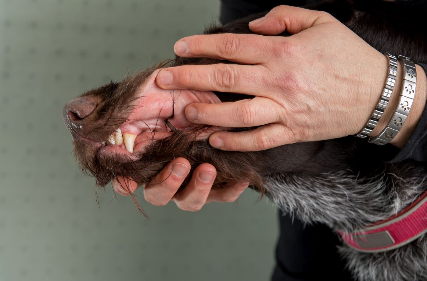 Kontrola zabarwienia błon śluzowych u psa