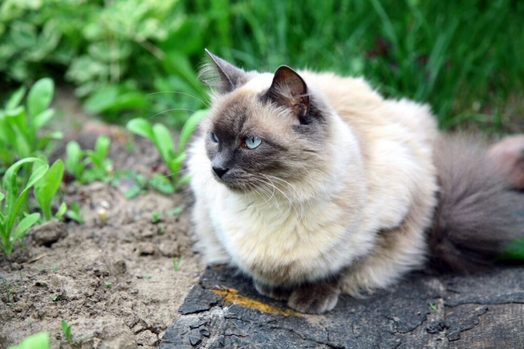 hipoalergiczne rasy kotów - kot balijski