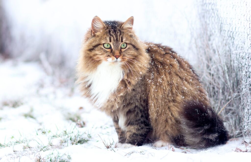 kot syberyjski na tle zimowego pejzażu