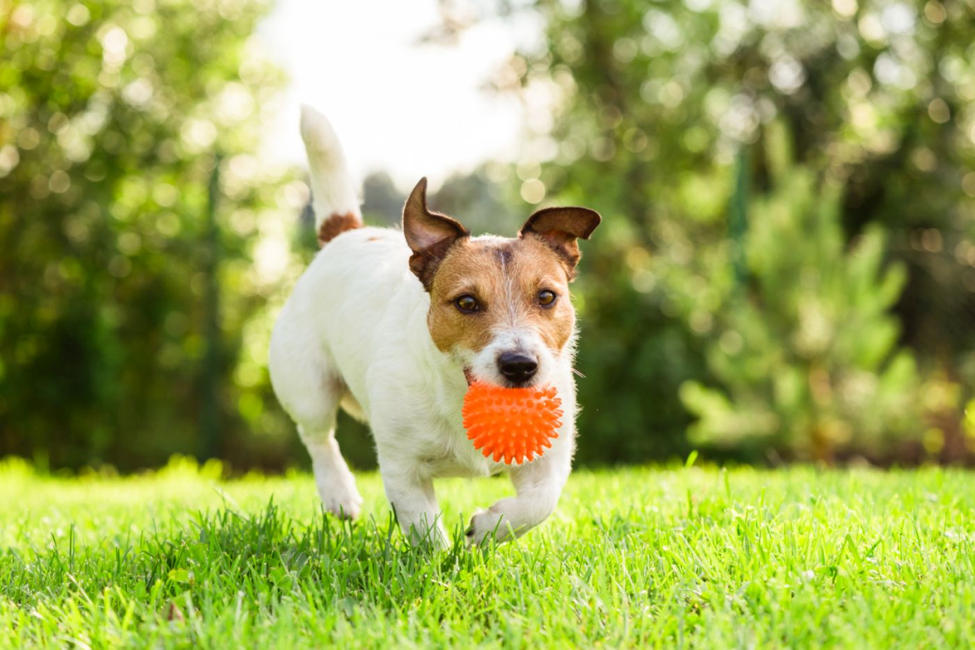 Jack Russell bawi się zamiast zjadać odchody