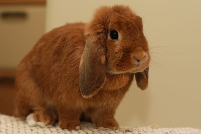 Mini lop