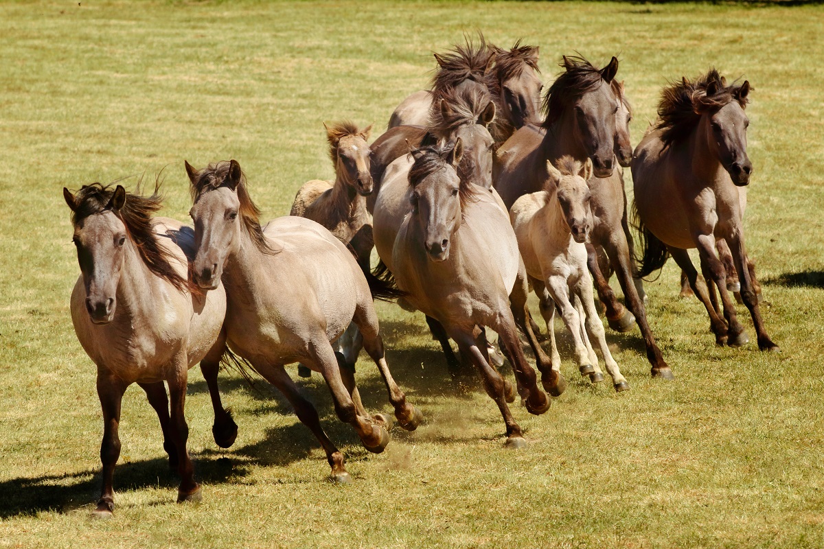 Stado dzikich koni dulmeńskich