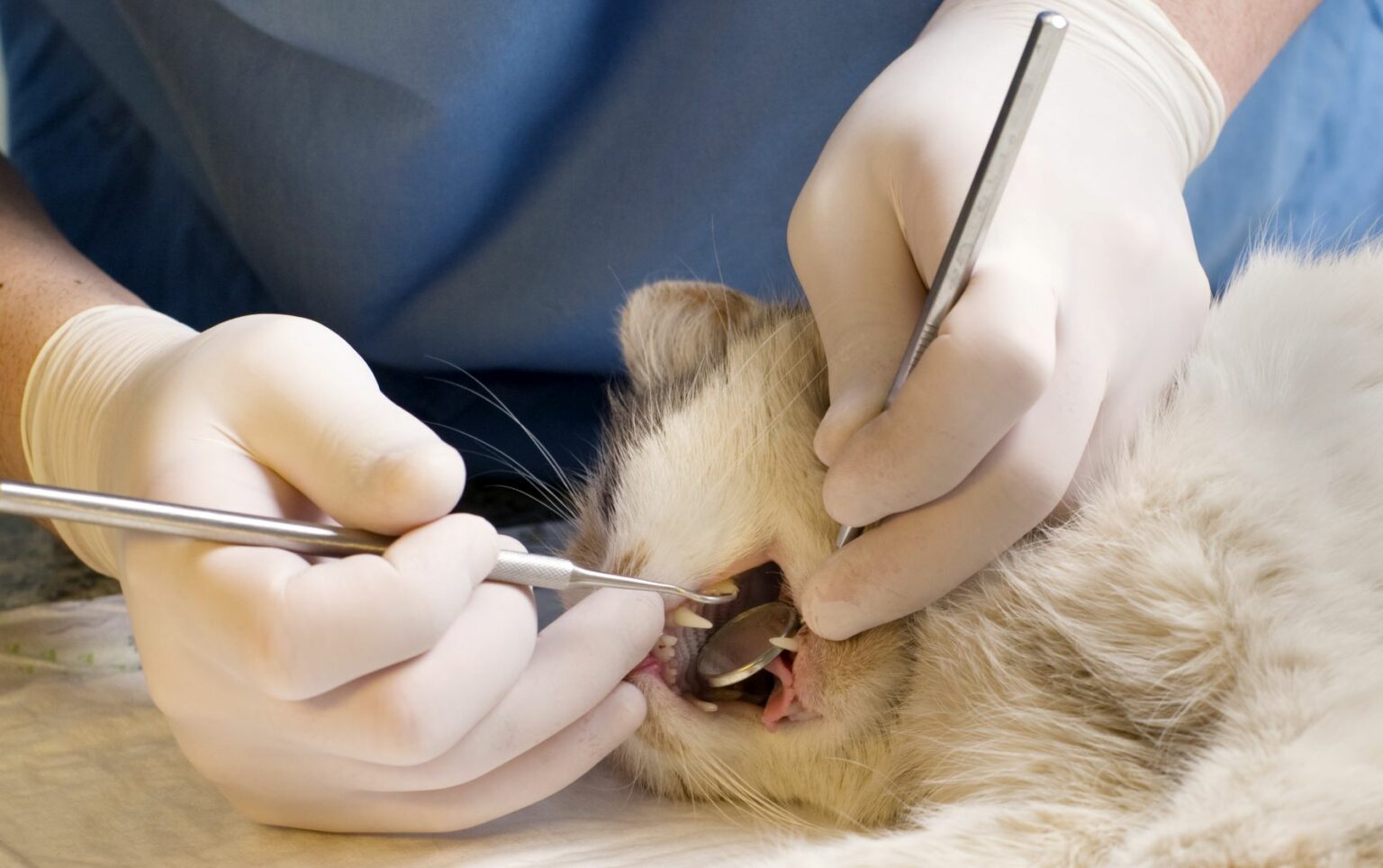 Kontrola stomatologiczna kota
