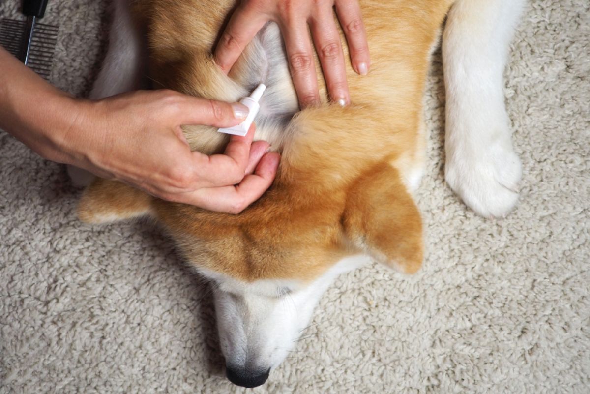 Preparat przeciwpasożytniczy dla psa