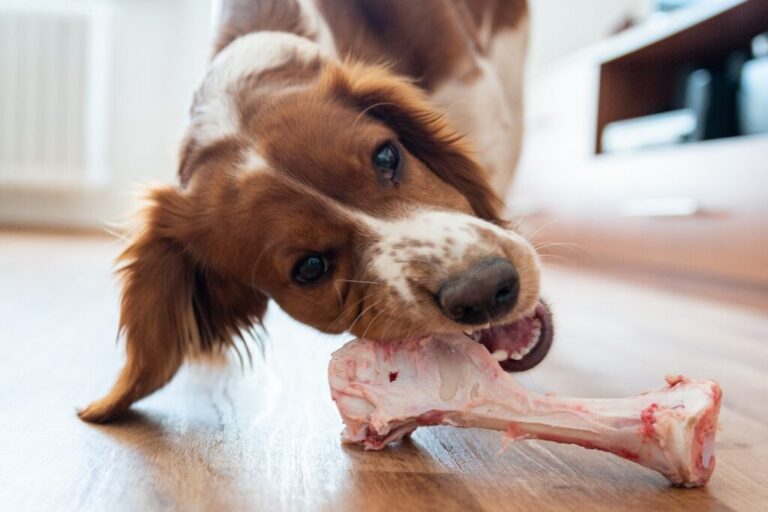 Pies jedzący kość