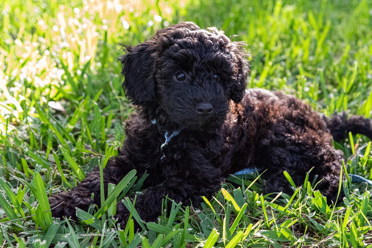 Schnoodle w trawie