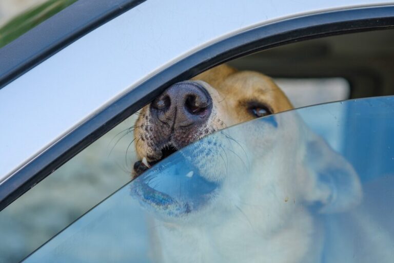 Pies z nosem przy szybie samochodu