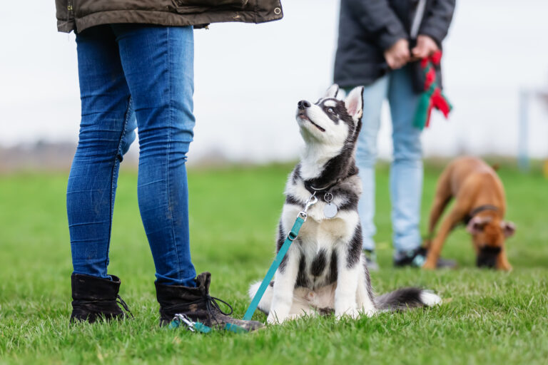 Husky w psim przedszkolu