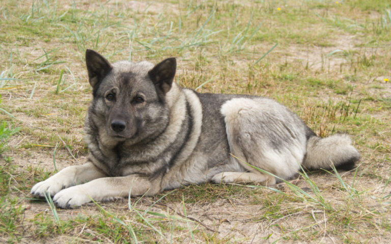 Elkhund na trawie