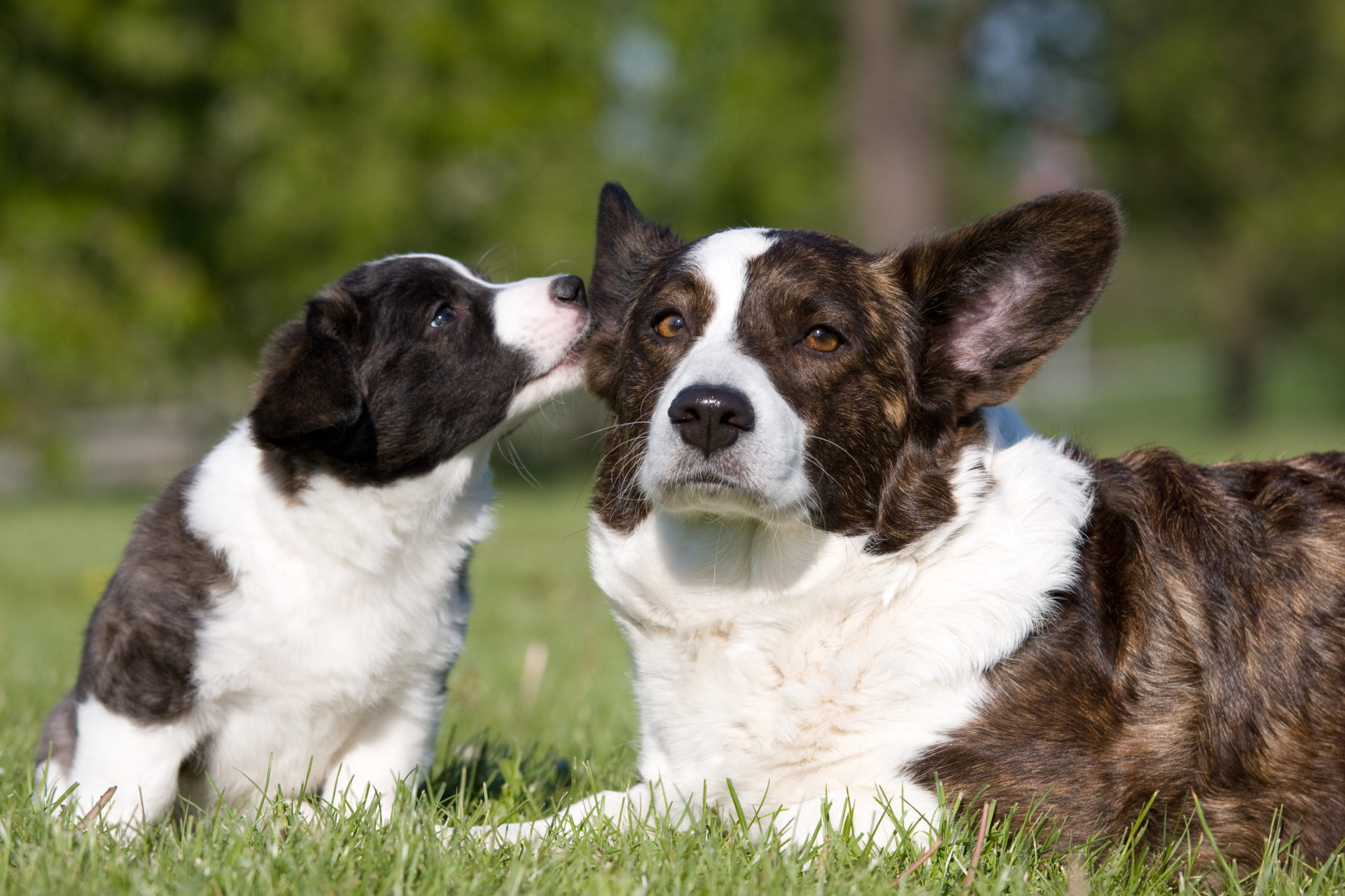 Szczenię rasy welsh corgi cardigan z mamą